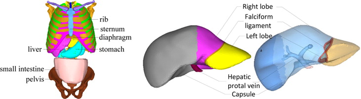 NUMERICAL ANALYSIS OF LIVER BIOMECHANICAL RESPONSE IN BLUNT IMPACTS TO ...