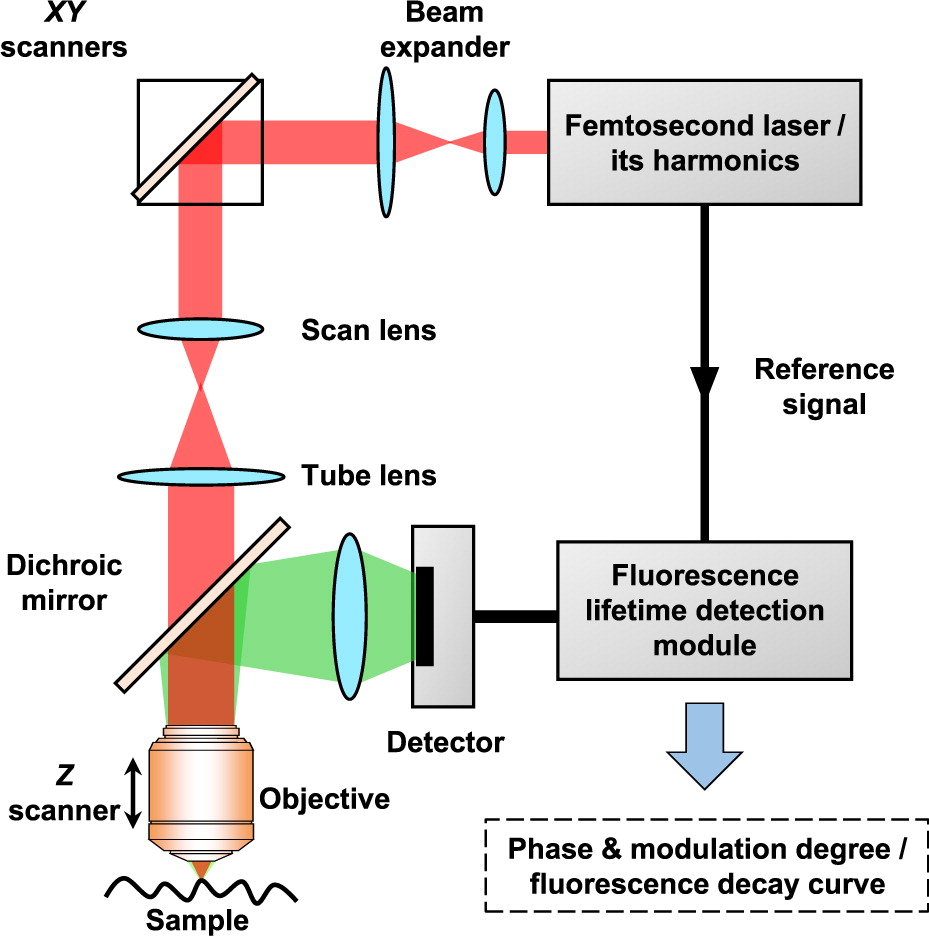 2 Schematic Representation Of A Typical Fluorescence - vrogue.co