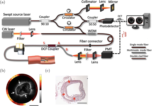 Multimodal intravascular imaging technology for characterization of ...