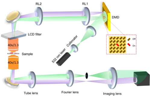 Application of digital micromirror devices (DMD) in biomedical ...