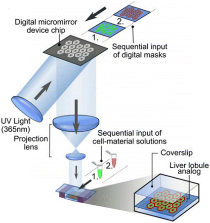 Application of digital micromirror devices (DMD) in biomedical ...