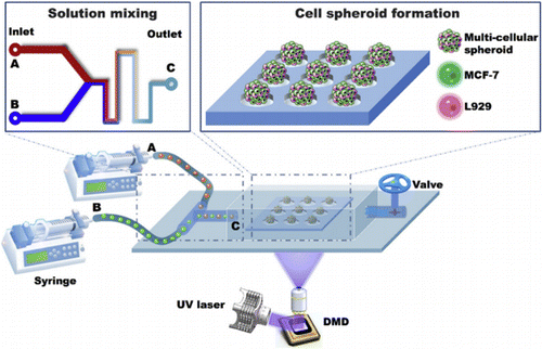 Application Of Digital Micromirror Devices Dmd In Biomedical