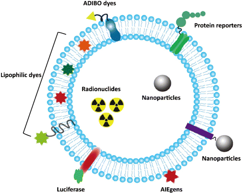 In Vivo Real-Time Imaging of Extracellular Vesicles in Liver Regeneration  via Aggregation-Induced Emission Luminogens