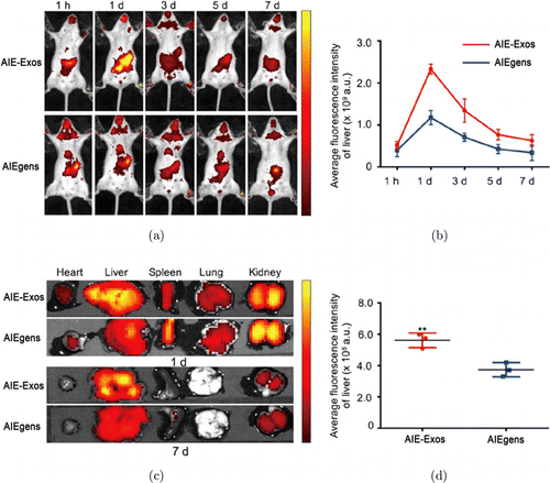 In Vivo Real-Time Imaging of Extracellular Vesicles in Liver Regeneration  via Aggregation-Induced Emission Luminogens