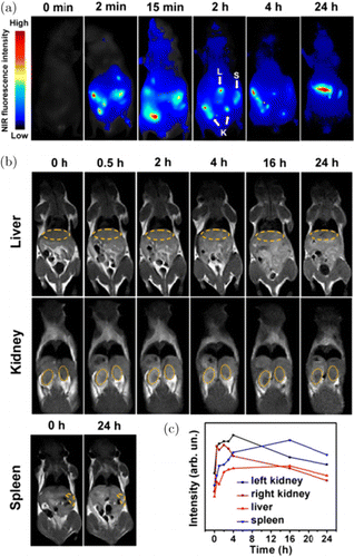 In Vivo Real-Time Imaging of Extracellular Vesicles in Liver Regeneration  via Aggregation-Induced Emission Luminogens