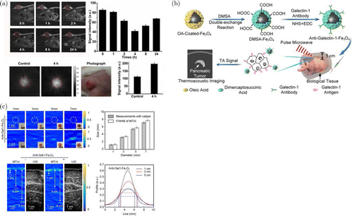 Microwave-induced thermoacoustic imaging with functional nanoparticles ...