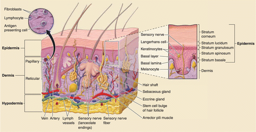 Recent advances in Raman spectroscopy for skin diagnosis | Journal of ...