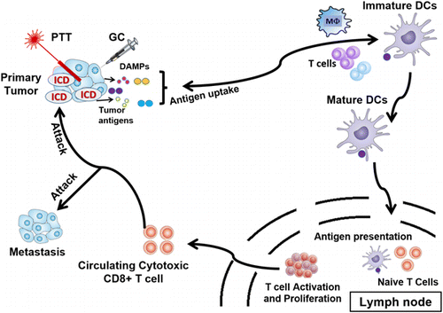 Local delivery of low-dose anti–CTLA-4 to the melanoma lymphatic basin  leads to systemic Treg reduction and effector T cell activation