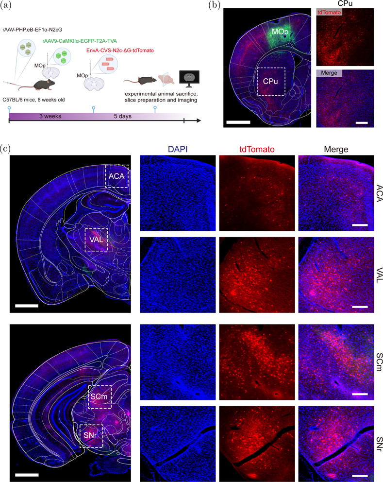 Brain-wide N2cG compensation permits glycoprotein-deleted rabies virus ...