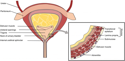 trigone bladder epithelium