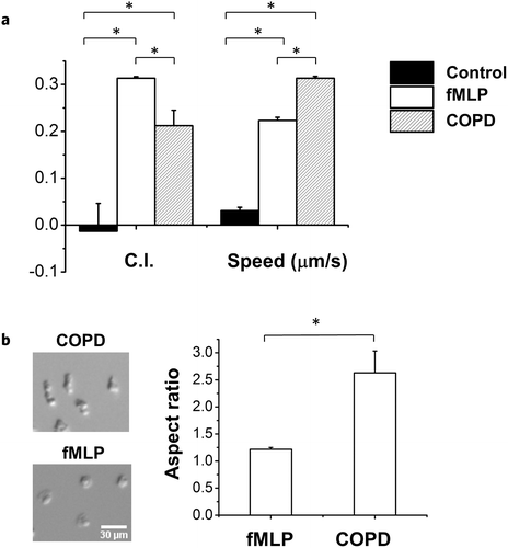 An all-on-chip method for testing neutrophil chemotaxis induced by fMLP and  COPD patient's sputum