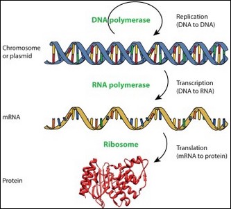 Synthetic Biology