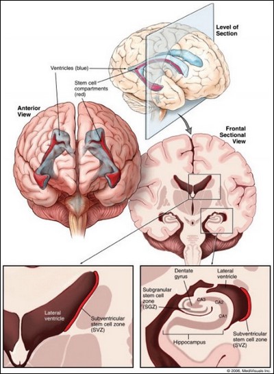 Alzheimer's Disease Decoded